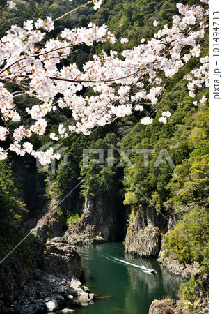 瀞峡の桜 【奈良県十津川村】 瀞峡の桜 【奈良県十津川村】 101494713