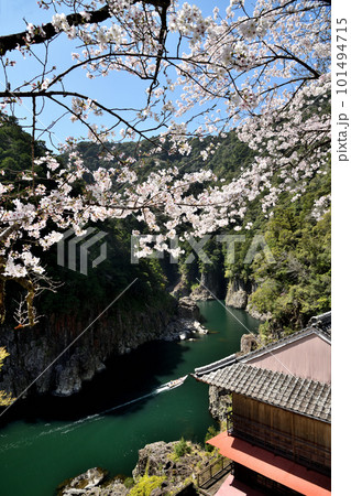 瀞峡の桜 【奈良県十津川村】 瀞峡の桜 【奈良県十津川村】 101494715