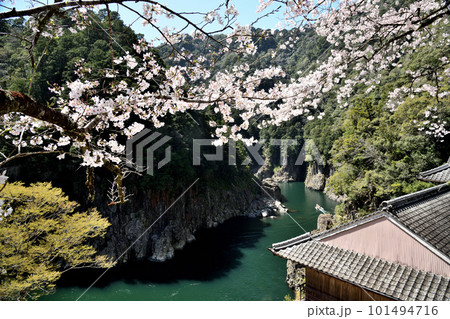 瀞峡の桜　【奈良県十津川村】 101494716