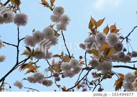 青空バックの桜 101494877