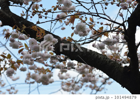 青空バックの桜 101494879