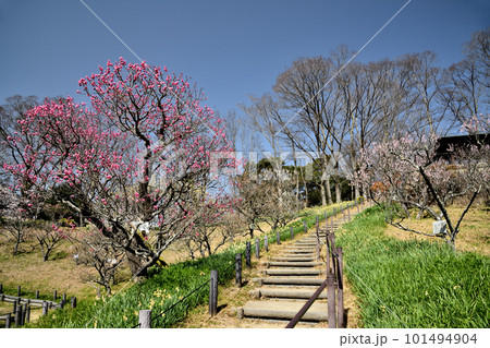 梅の花が咲く早春の錦織公園 【大阪府富田林市錦織】 梅の花が咲く早春の錦織公園 【大阪府富田林市錦織】 101494904