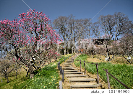 梅の花が咲く早春の錦織公園 【大阪府富田林市錦織】 梅の花が咲く早春の錦織公園 【大阪府富田林市錦織】 101494906