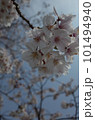 青空に映える桜 101494940