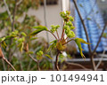 アオダモのつぼみ 101494941