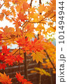 コハウチワカエデ　紅葉 101494944