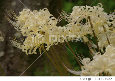 彼岸花 彼岸花 101494982