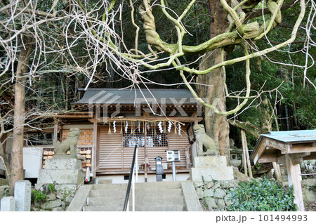 藤の老樹のある腰神神社 【大阪府富田林市】 藤の老樹のある腰神神社 【大阪府富田林市】 101494993