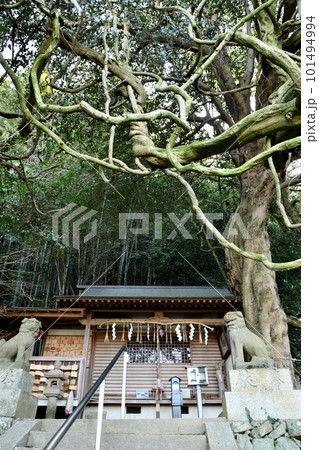 藤の老樹のある腰神神社 【大阪府富田林市】 藤の老樹のある腰神神社 【大阪府富田林市】 101494994