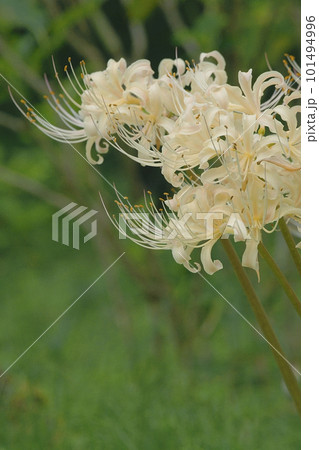 彼岸花 彼岸花 101494996