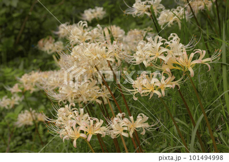 彼岸花 彼岸花 101494998