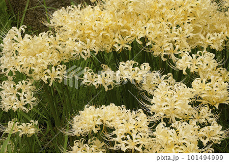 彼岸花 彼岸花 101494999