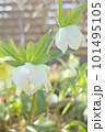 白いクリスマスローズ　 101495105
