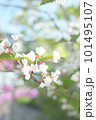 オトコヨウゾメの花 101495107