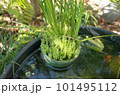苔とセキショウ 101495112