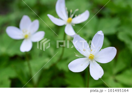 ニリンソウ(二輪草)ガショウソウ Soft windflower ニリンソウ(二輪草)ガショウソウ Soft windflower 101495164