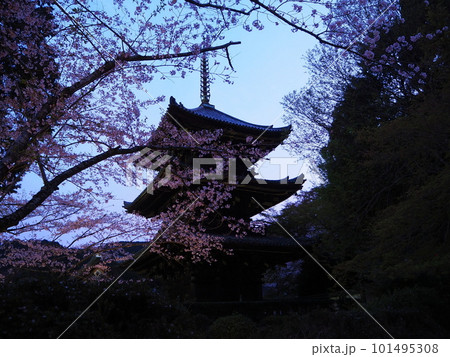 滋賀三井寺の夜桜 101495308