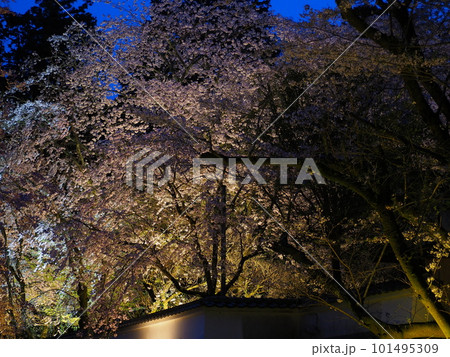 滋賀三井寺の夜桜 滋賀三井寺の夜桜 101495309