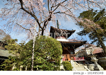 桜に包まれる東南院の多宝塔　【奈良県吉野町】 101495349