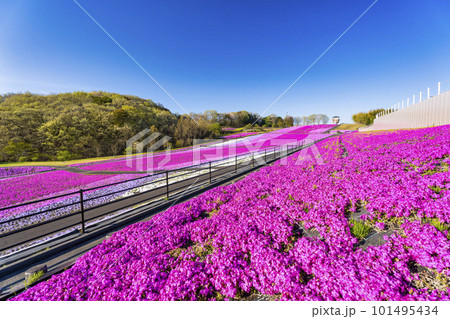 早朝の市貝町芝ざくら公園 青空と満開のシバザクラ 栃木県市貝町 早朝の市貝町芝ざくら公園 青空と満開のシバザクラ 栃木県市貝町 101495434