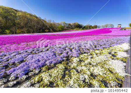 早朝の市貝町芝ざくら公園　青空と満開のシバザクラ　栃木県市貝町 101495442