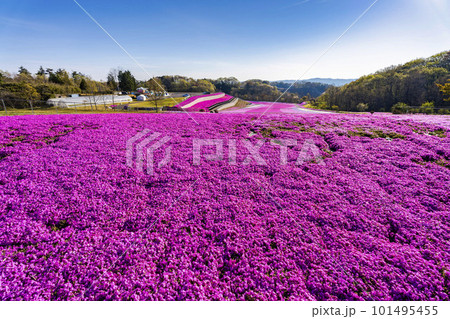 早朝の市貝町芝ざくら公園 青空と満開のシバザクラ 栃木県市貝町 早朝の市貝町芝ざくら公園 青空と満開のシバザクラ 栃木県市貝町 101495455