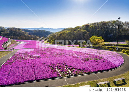 早朝の市貝町芝ざくら公園　青空と満開のシバザクラ　栃木県市貝町 101495458