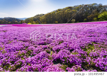 早朝の市貝町芝ざくら公園　青空と満開のシバザクラ　栃木県市貝町 101495467