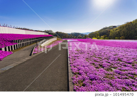 早朝の市貝町芝ざくら公園 青空と満開のシバザクラ 栃木県市貝町 早朝の市貝町芝ざくら公園 青空と満開のシバザクラ 栃木県市貝町 101495470