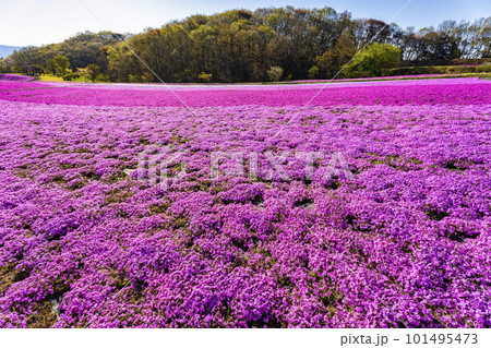 早朝の市貝町芝ざくら公園　青空と満開のシバザクラ　栃木県市貝町 101495473