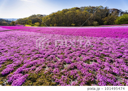 早朝の市貝町芝ざくら公園　青空と満開のシバザクラ　栃木県市貝町 101495474