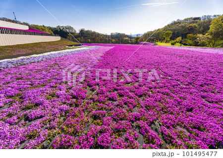 早朝の市貝町芝ざくら公園　青空と満開のシバザクラ　栃木県市貝町 101495477