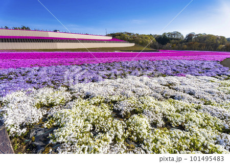 早朝の市貝町芝ざくら公園　青空と満開のシバザクラ　栃木県市貝町 101495483