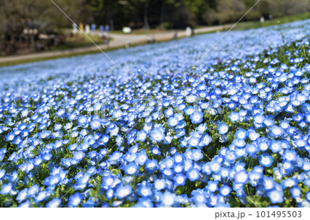 春の国営ひたち海浜公園　咲きそろったネモフィラ　茨城県ひたちなか市 101495503