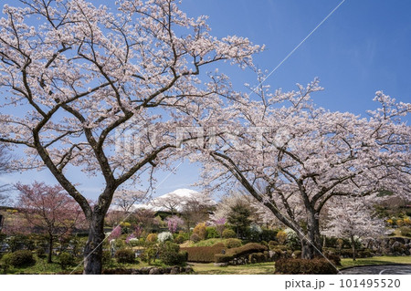 美しい春爛漫の富士霊園 美しい春爛漫の富士霊園 101495520