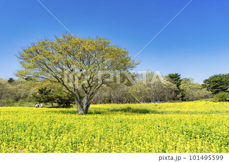 春の国営ひたち海浜公園　みはらしの里と菜の花畑　茨城県ひたちなか市 101495599