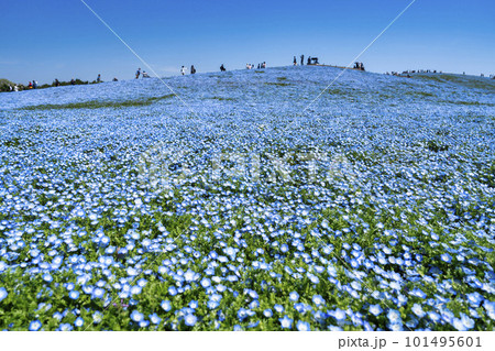 春の国営ひたち海浜公園　咲きそろったネモフィラ　茨城県ひたちなか市 101495601