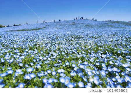 春の国営ひたち海浜公園 咲きそろったネモフィラ 茨城県ひたちなか市 春の国営ひたち海浜公園 咲きそろったネモフィラ 茨城県ひたちなか市 101495602