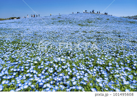 春の国営ひたち海浜公園　咲きそろったネモフィラ　茨城県ひたちなか市 101495608