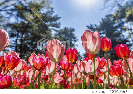 春の国営ひたち海浜公園 鮮やかに咲きそろったチューリップ 茨城県ひたちなか市 春の国営ひたち海浜公園 鮮やかに咲きそろったチューリップ 茨城県ひたちなか市 101495625
