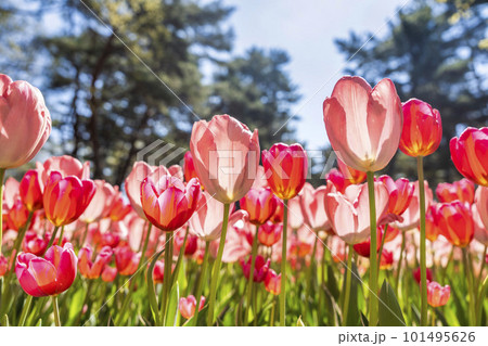 春の国営ひたち海浜公園 鮮やかに咲きそろったチューリップ 茨城県ひたちなか市 春の国営ひたち海浜公園 鮮やかに咲きそろったチューリップ 茨城県ひたちなか市 101495626
