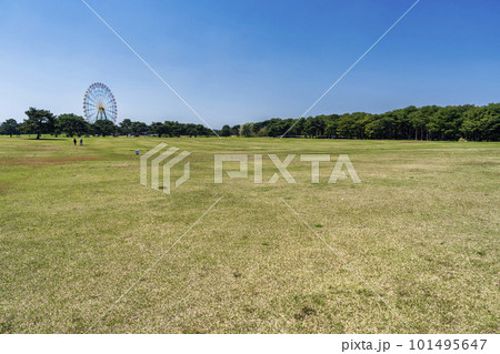 春の国営ひたち海浜公園 公園の広場 大草原 茨城県ひたちなか市 春の国営ひたち海浜公園 公園の広場 大草原 茨城県ひたちなか市 101495647