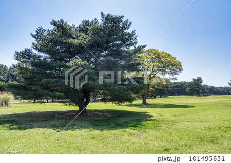 春の国営ひたち海浜公園　公園の広場　大草原　茨城県ひたちなか市 101495651