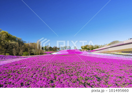 早朝の市貝町芝ざくら公園 青空と満開のシバザクラ 栃木県市貝町 早朝の市貝町芝ざくら公園 青空と満開のシバザクラ 栃木県市貝町 101495660