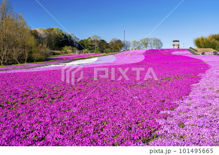 早朝の市貝町芝ざくら公園　青空と満開のシバザクラ　栃木県市貝町 101495665