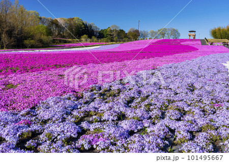 早朝の市貝町芝ざくら公園　青空と満開のシバザクラ　栃木県市貝町 101495667