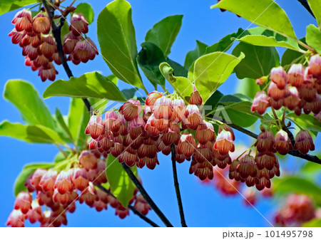 春には可憐な赤い壺型の花｢ベニサラサドウダンツツジ｣　秋には紅葉が美しい 101495798