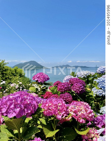 香川県三豊市志々島の紫陽花と瀬戸内海 香川県三豊市志々島の紫陽花と瀬戸内海 101495996