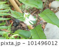 サギソウ 101496012