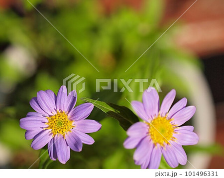 ミヤコワスレの花のアップ 101496331